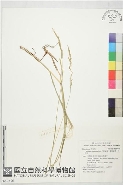 毛花雀稗、達利雀稗、大利草藏品圖，第1張