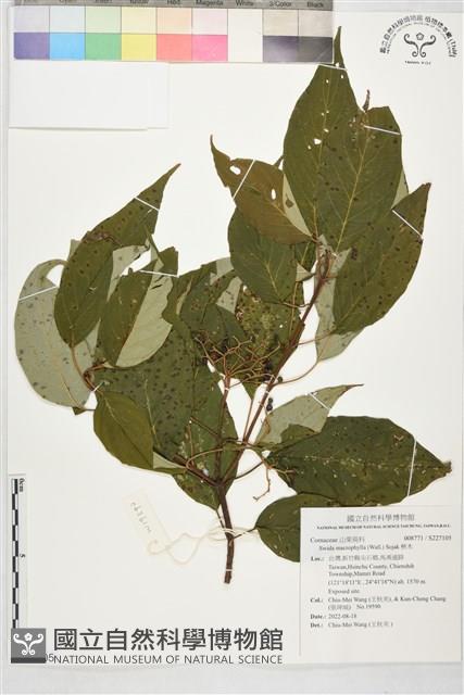 梜木藏品圖，第1張