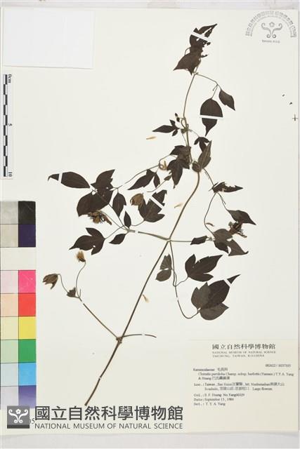 巴氏鐵線蓮藏品圖，第2張