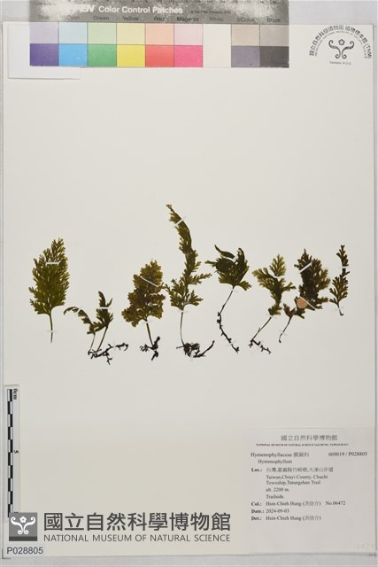 登錄號:P028805藏品圖，第1張