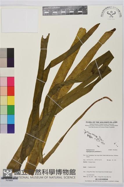 帶狀瓶爾小草藏品圖，第1張