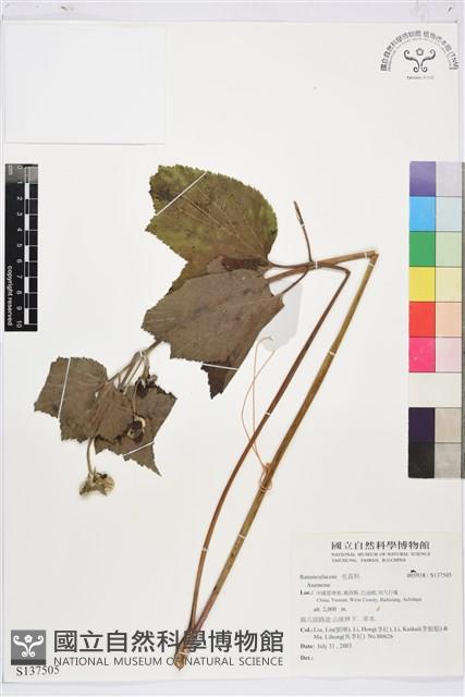 登錄號:S137505藏品圖，第1張