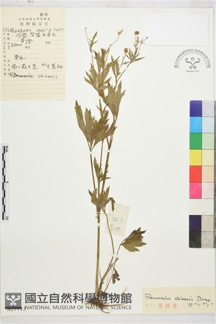 茴茴蒜藏品圖，第1張