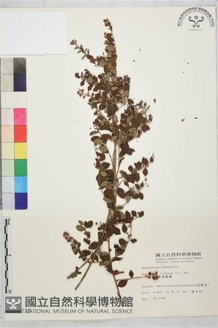 小葉黃鱔藤藏品圖，第2張