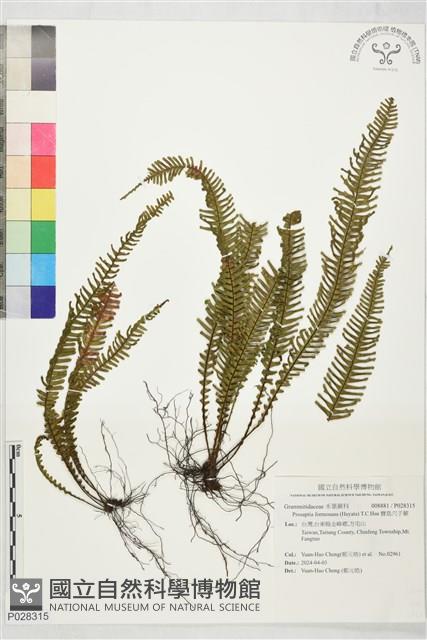 寶島穴子蕨藏品圖，第1張