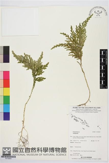 登錄號:P019855藏品圖，第1張