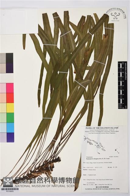 登錄號:P019955藏品圖，第1張