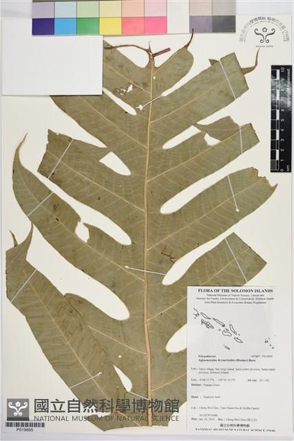 登錄號:P019895藏品圖，第1張