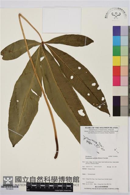 登錄號:P019835藏品圖，第1張