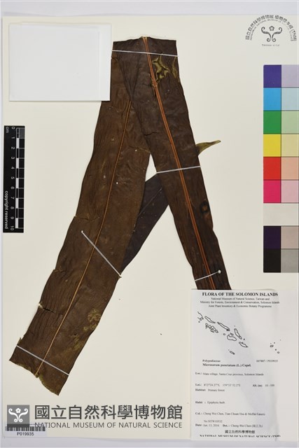 登錄號:P019935藏品圖，第1張