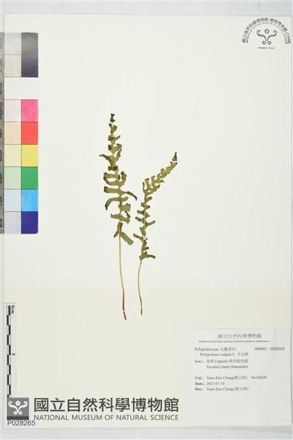 多足蕨藏品圖，第1張