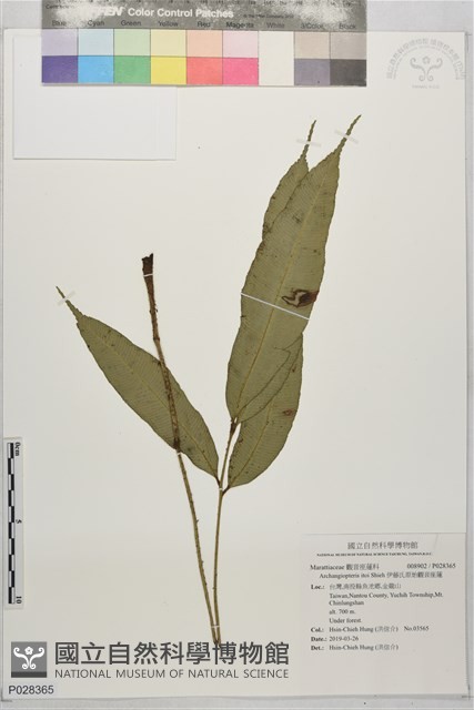 伊藤氏原始觀音座蓮藏品圖，第1張