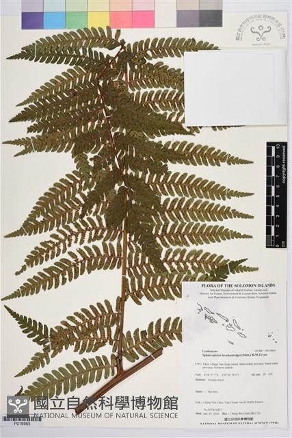 登錄號:P019865藏品圖，第1張