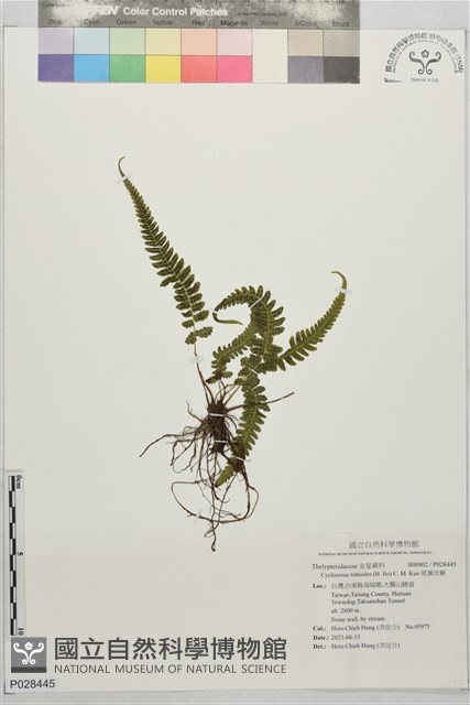 尾葉伏蕨藏品圖，第1張