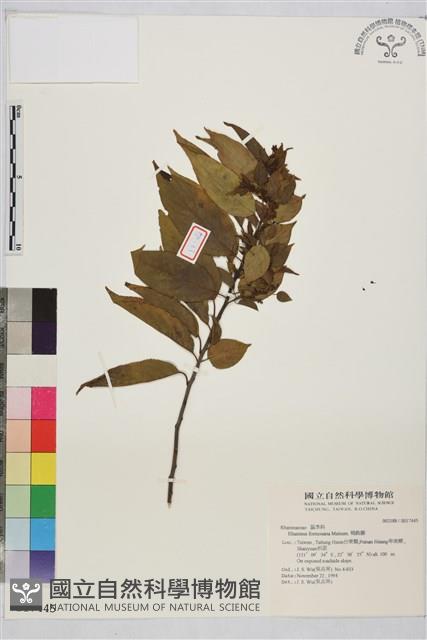 桶鉤藤藏品圖，第1張