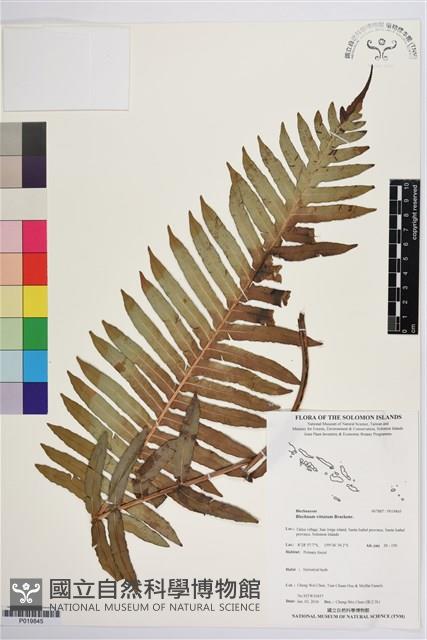 登錄號:P019845藏品圖，第1張