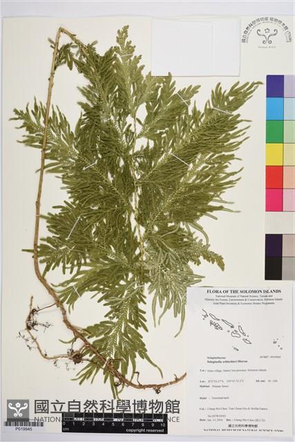 登錄號:P019945藏品圖，第1張