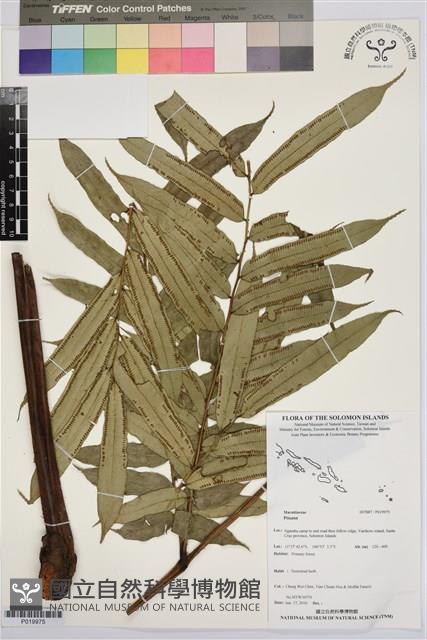 登錄號:P019975藏品圖，第1張