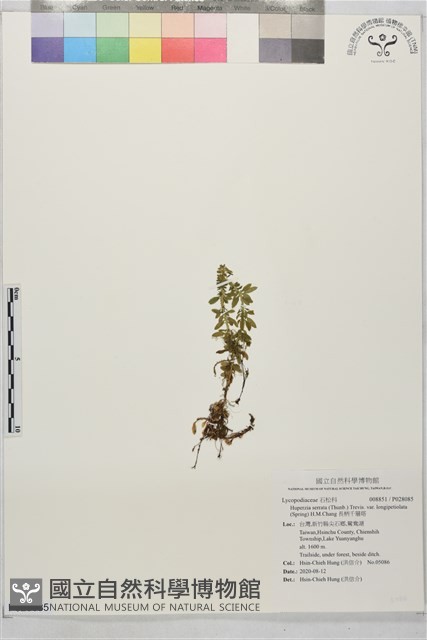 長柄千層塔藏品圖，第1張