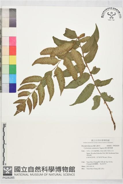 闊羽貫眾蕨藏品圖，第1張