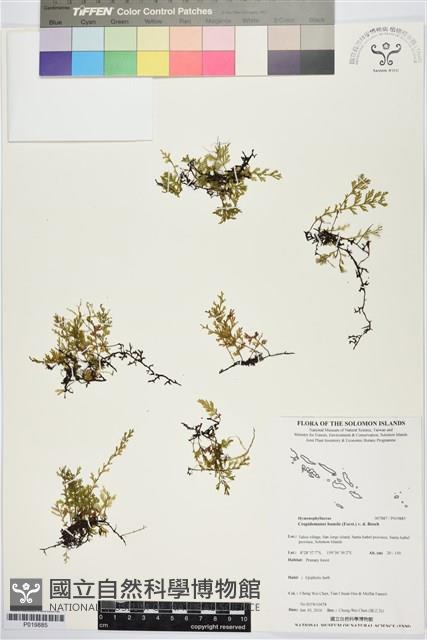 厚邊蕨藏品圖，第1張