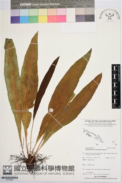 登錄號:P019985藏品圖，第1張