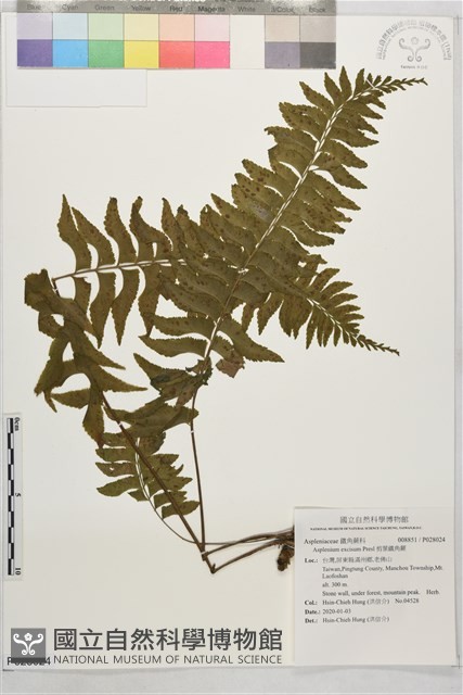 剪葉鐵角蕨藏品圖，第1張
