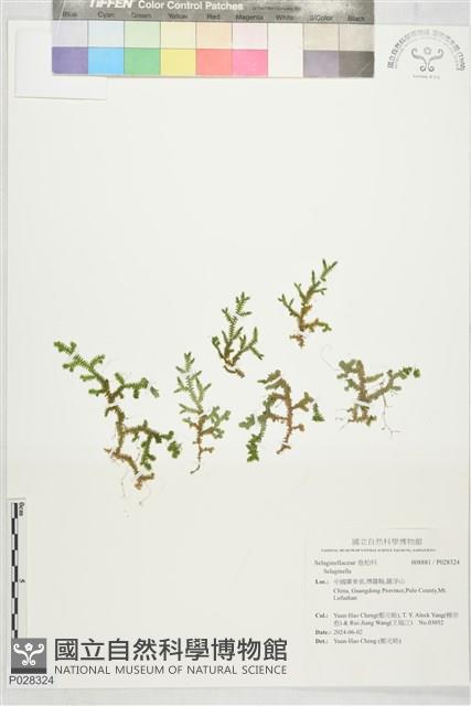 登錄號:P028324藏品圖，第1張