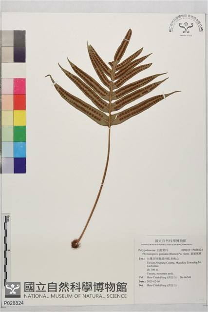 掌葉茀蕨藏品圖，第1張