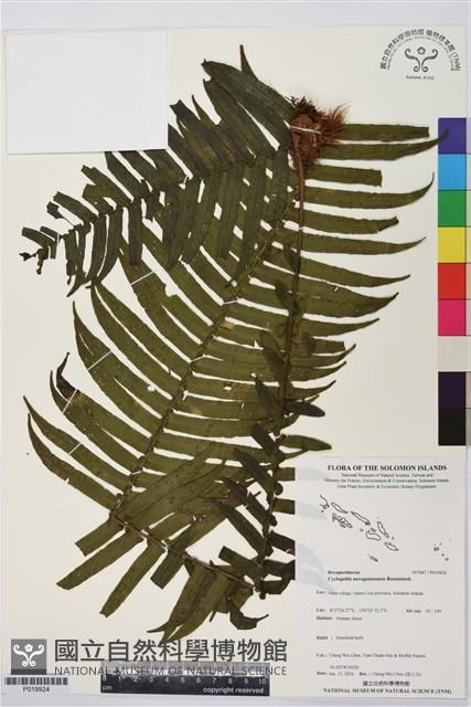 登錄號:P019924藏品圖，第1張