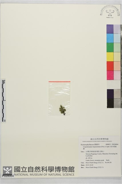 南洋假脈蕨藏品圖，第1張