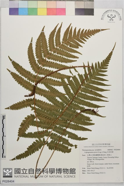 非洲茯蕨藏品圖，第1張