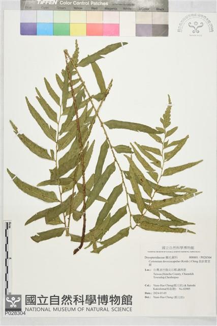 披針貫眾蕨藏品圖，第1張