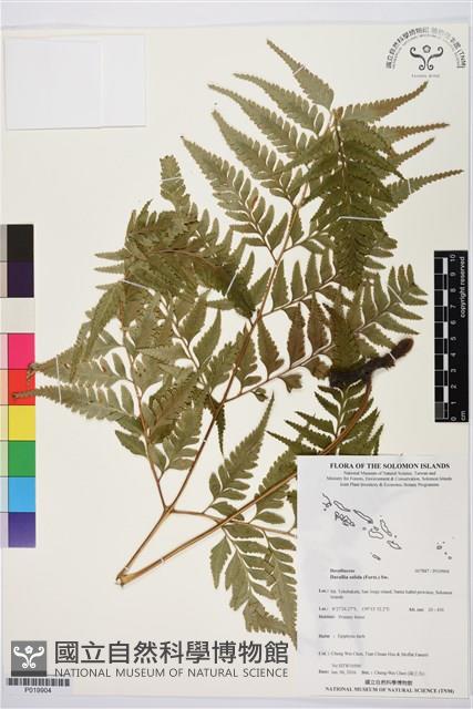 闊葉骨碎補藏品圖，第1張