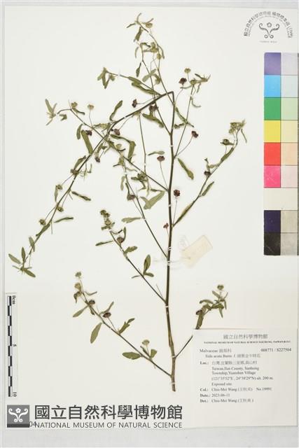 細葉金午時花藏品圖，第1張