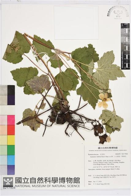 小白頭翁、野棉花藏品圖，第1張