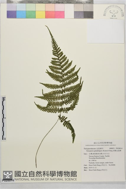 密腺金星蕨藏品圖，第1張