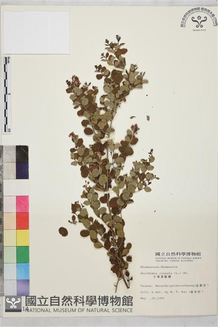 小葉黃鱔藤藏品圖，第2張