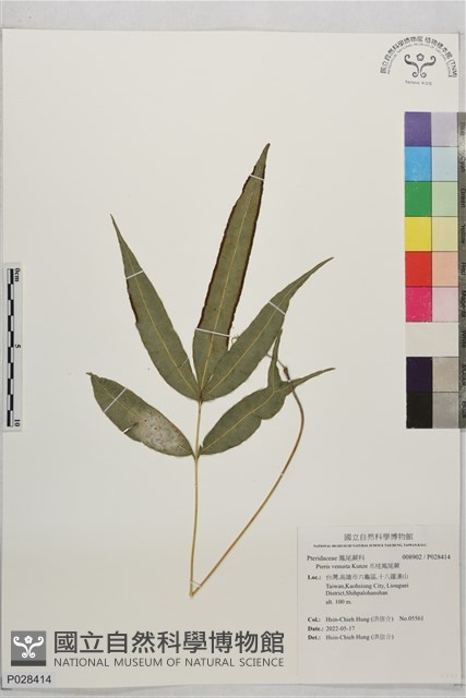 爪哇鳳尾蕨藏品圖，第1張