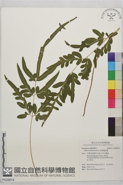箭葉鳳尾蕨藏品圖，第1張