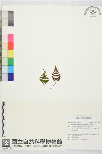 臺灣粉背蕨藏品圖，第1張