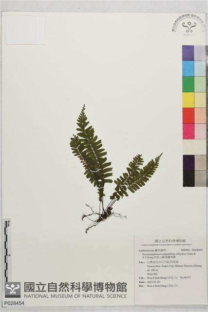 阿里山膜葉鐵角蕨藏品圖，第1張