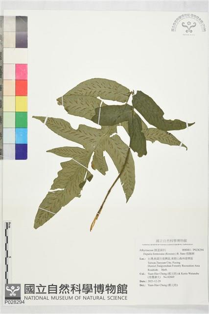 假腸蕨藏品圖，第1張