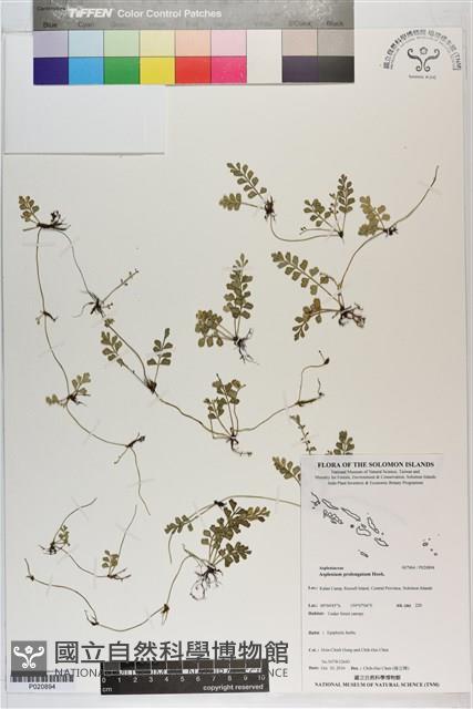 長生鐵角蕨藏品圖，第1張