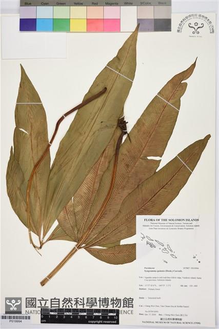 登錄號:P019994藏品圖，第1張