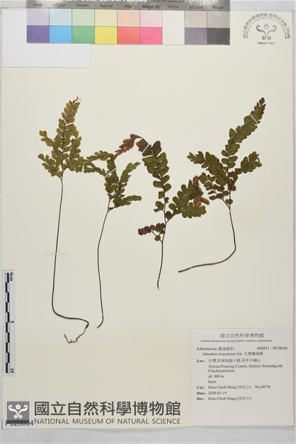 毛葉鐵線蕨藏品圖，第1張