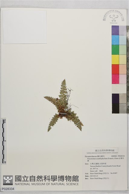 針葉耳蕨藏品圖，第1張