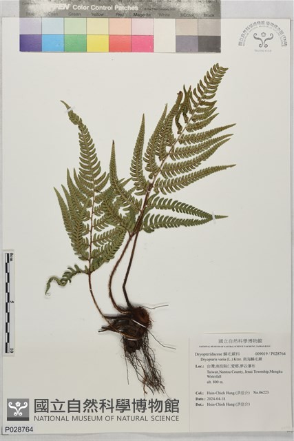 南海鱗毛蕨藏品圖，第1張