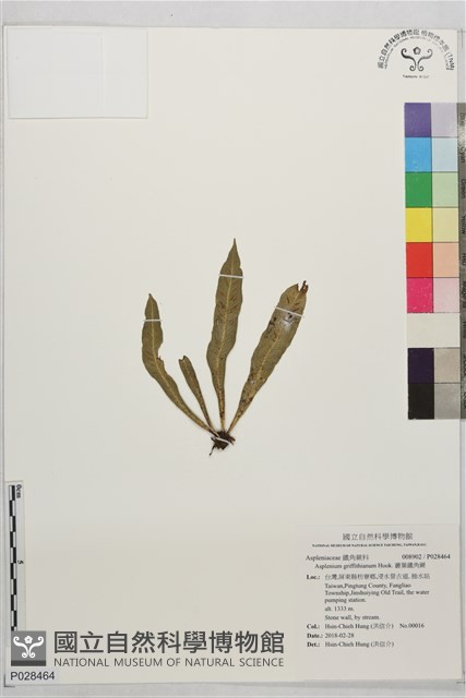 叢葉鐵角蕨藏品圖，第1張