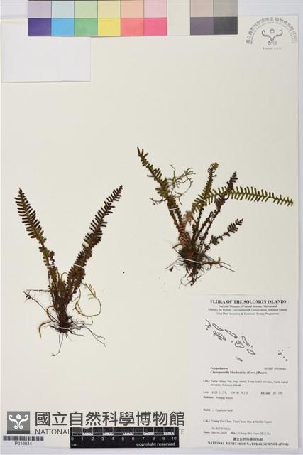 登錄號:P019844藏品圖，第1張